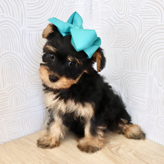 Marnie - Available Now