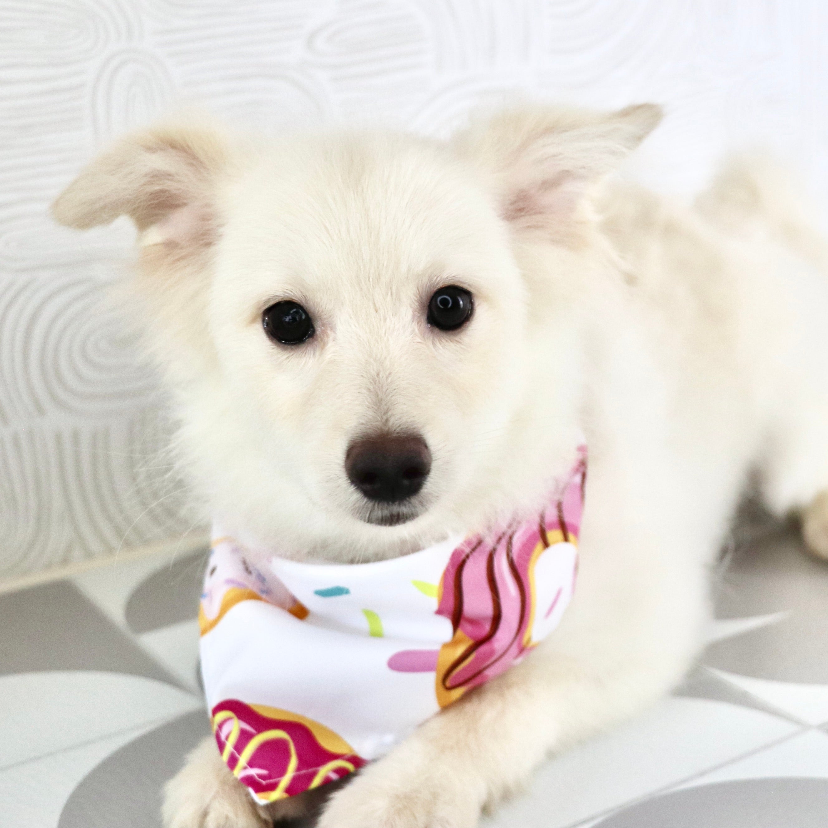 Puppies for Sale in Palo Alto