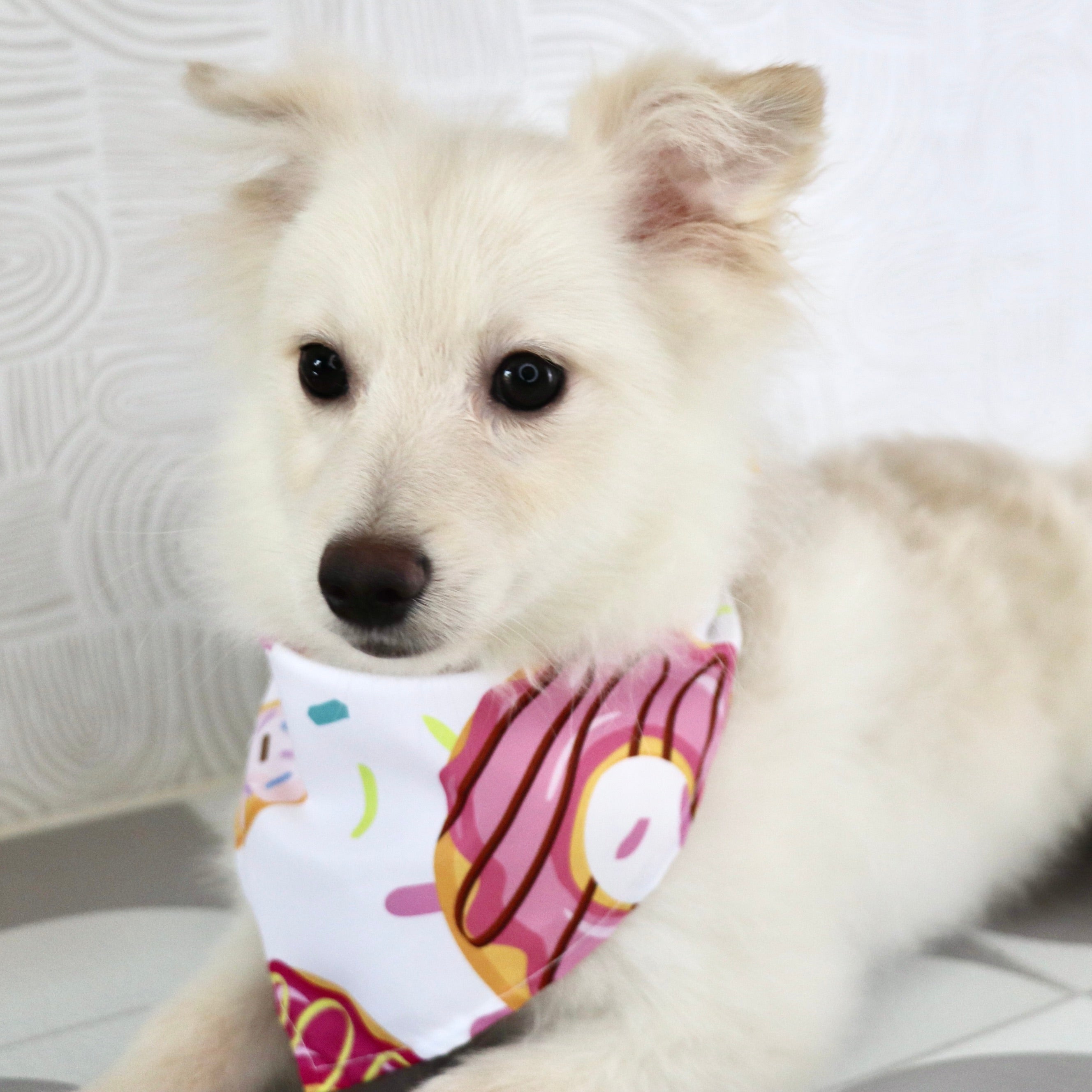 Puppies for Sale in Ontario