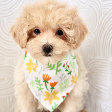 Link - Available Now