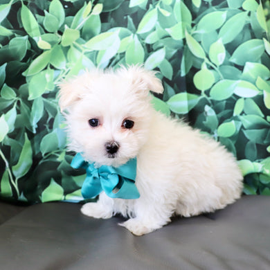 Hoops - Available Now