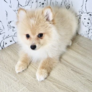 Winston - Available Now
