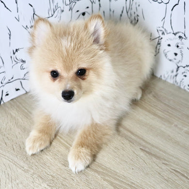 Winston - Available Now