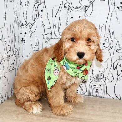 Roxanne - Available Now