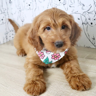 Jasmine - Available Now