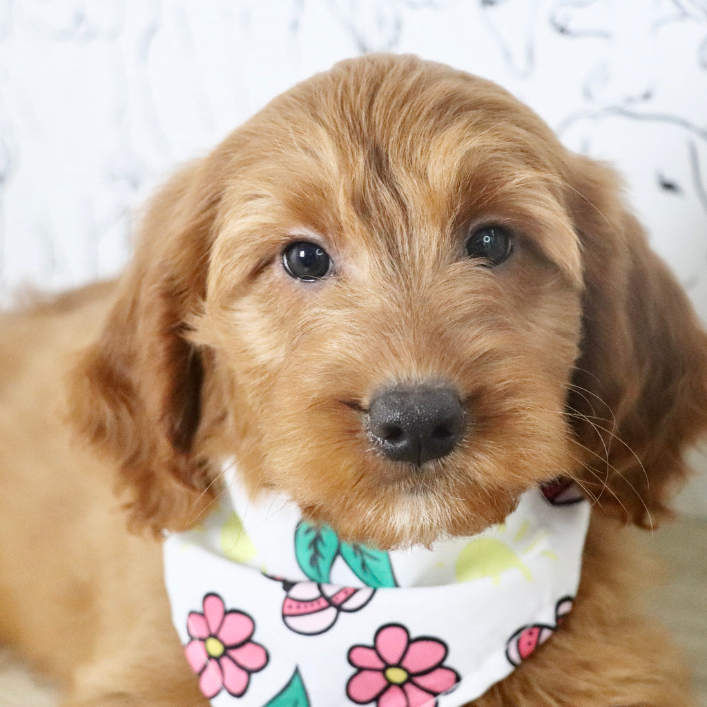 Jasmine - Available Now
