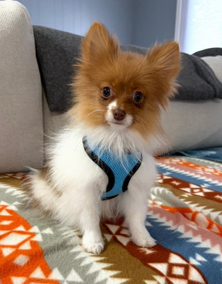 Adwin *PRE-TRAINED* - Available Now