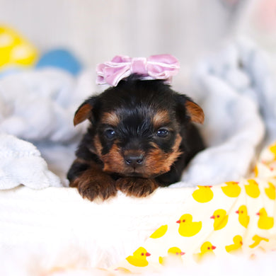 Tess - Available 5/14