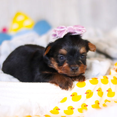 Tess - Available 5/14