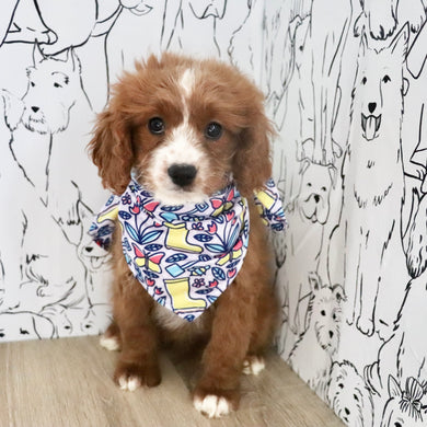 Alani - Available Now