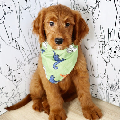 Joey - Available Now