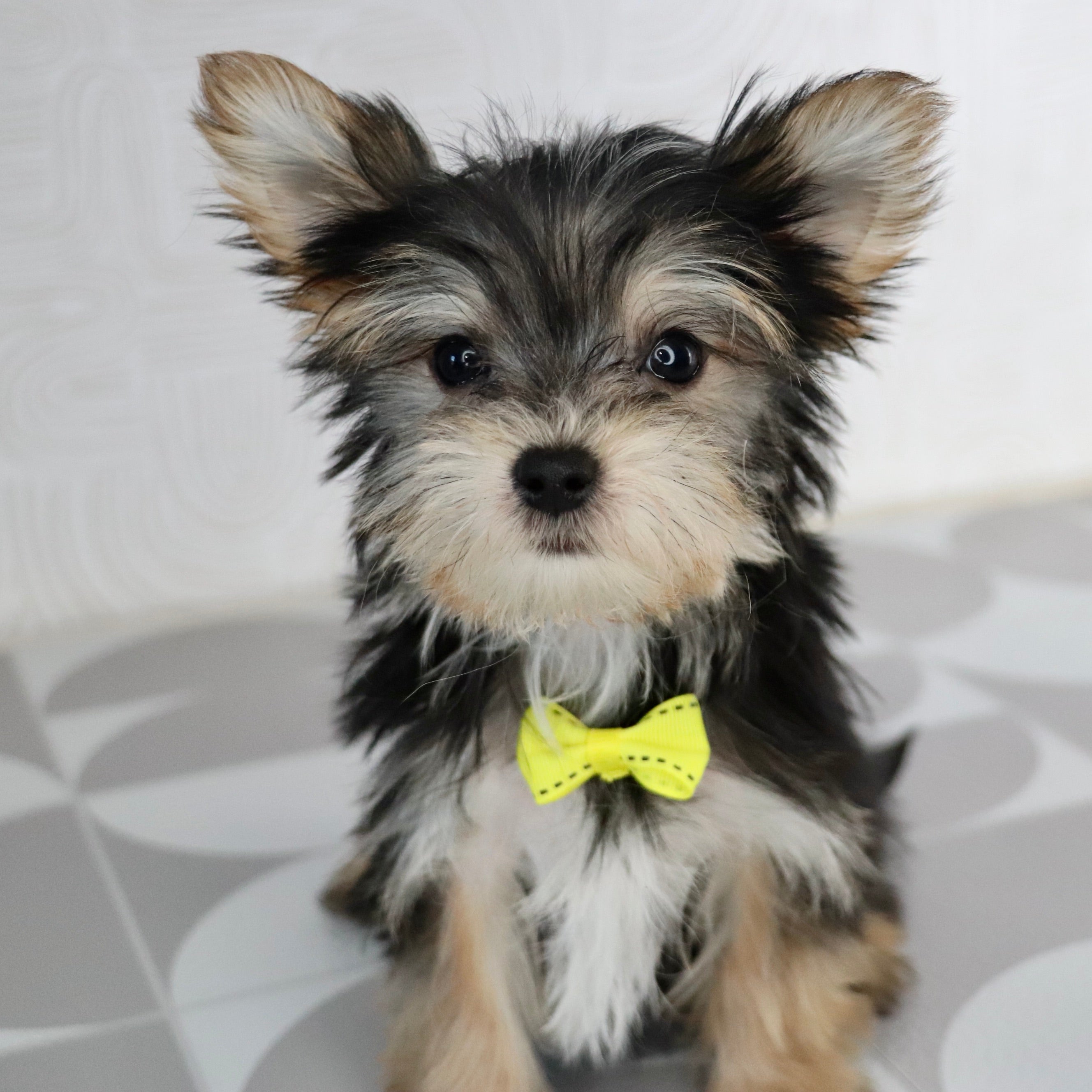 miniature puppies for sale