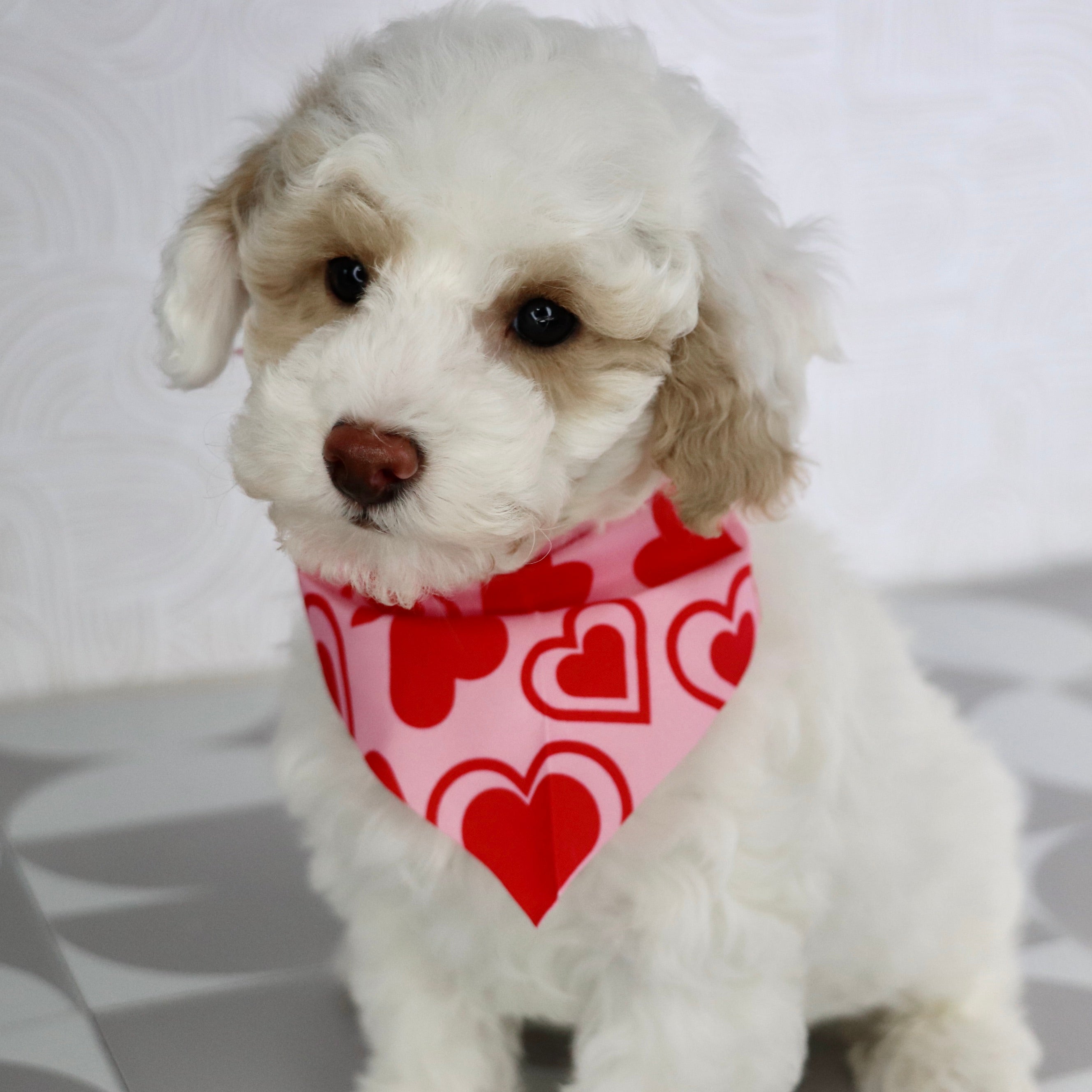 Why choose happytail puppies