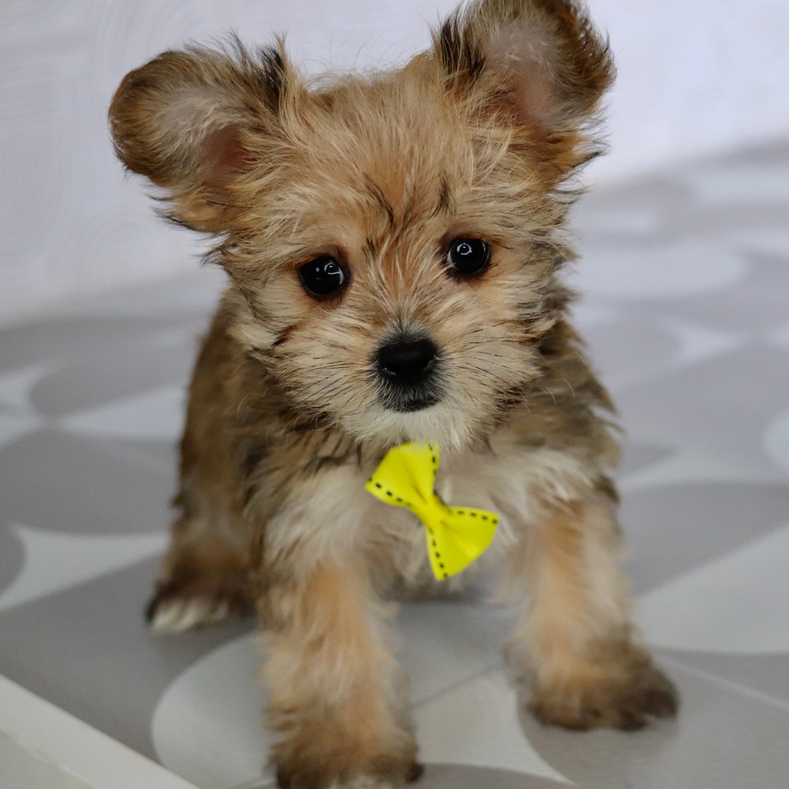 puppies for sale in clayton