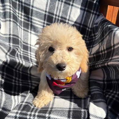 Willow *PRE-TRAINED* - Available Now