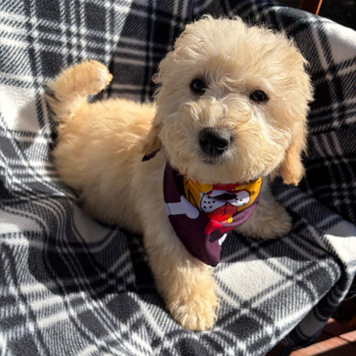 Willow *PRE-TRAINED* - Available Now