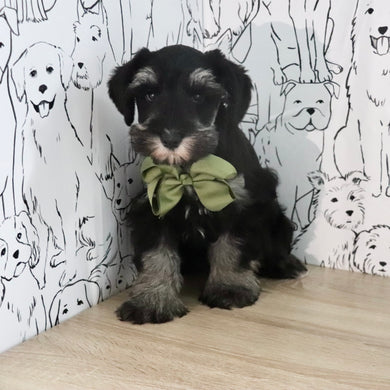 Wilson - Available Now