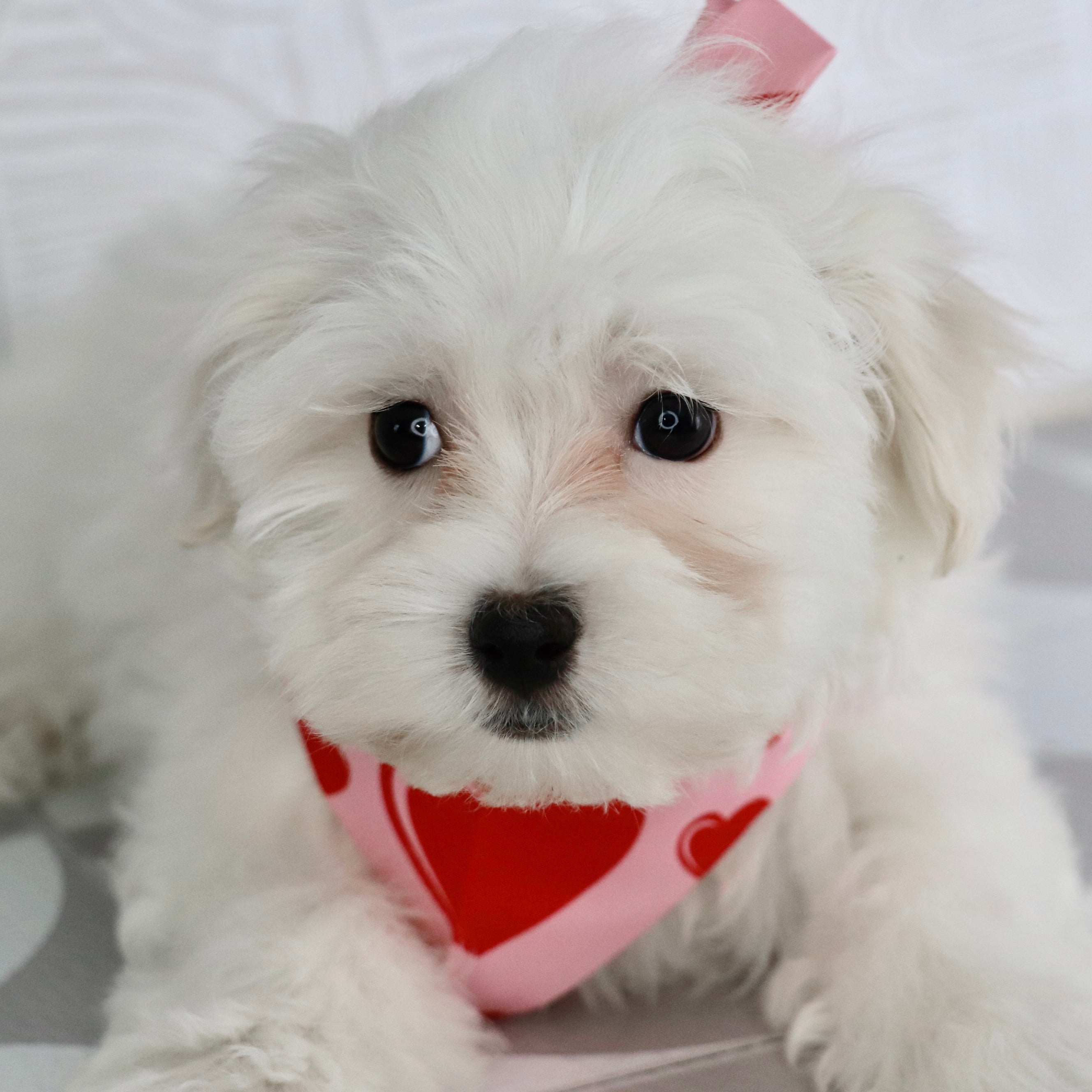 PUPPIES FOR SALE IN GREENVILLE