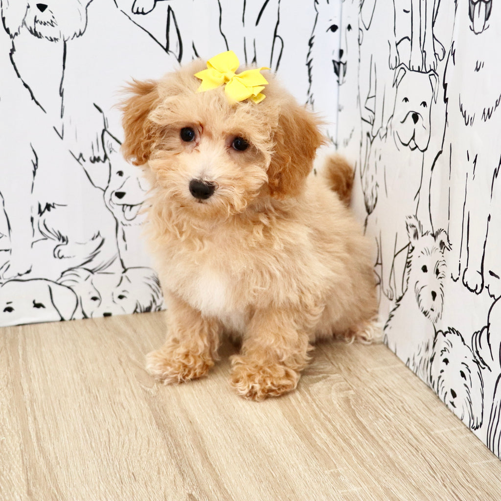 Misha - Available Now