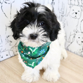 Oliver - Available Now