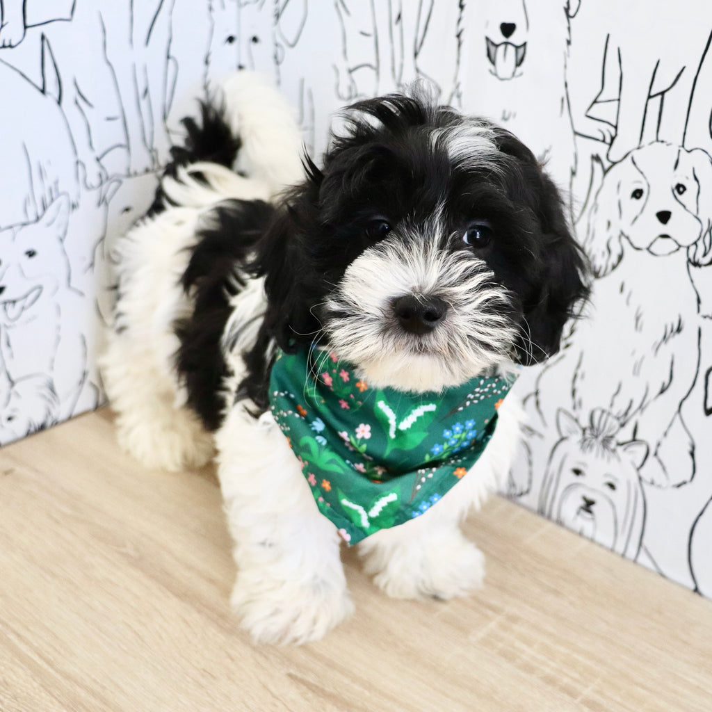 Oliver - Available Now