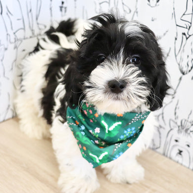 Oliver - Available Now
