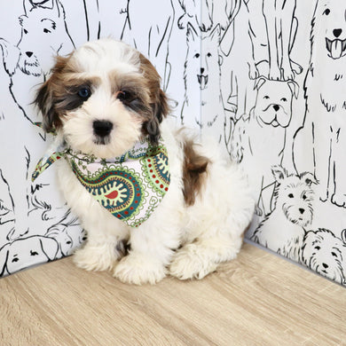 Toby - Available Now