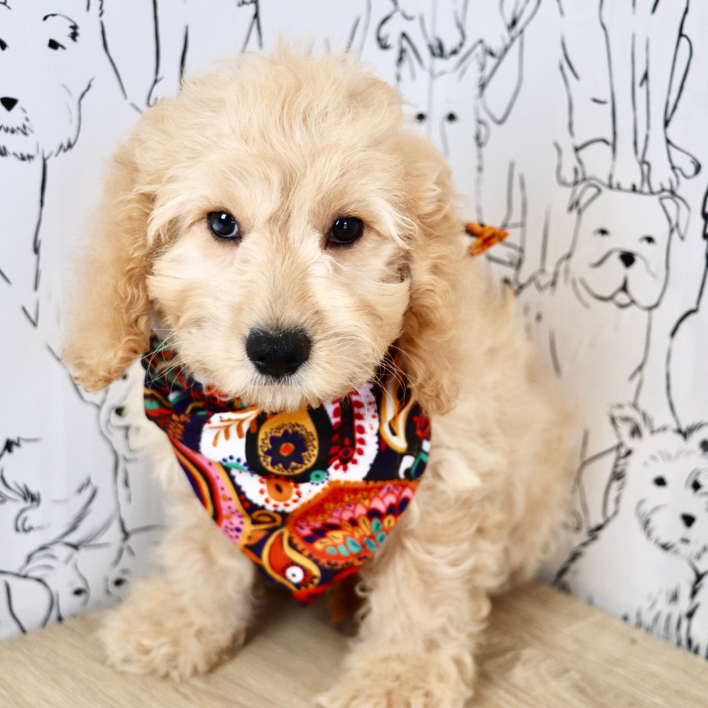 Linus - Available Now