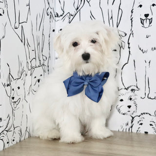 Patrick - Available Now