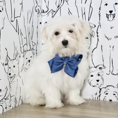 Patrick - Available Now