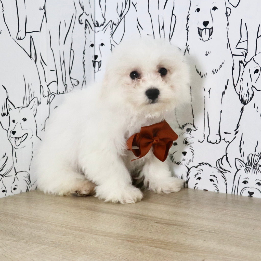 Harry - Available Now