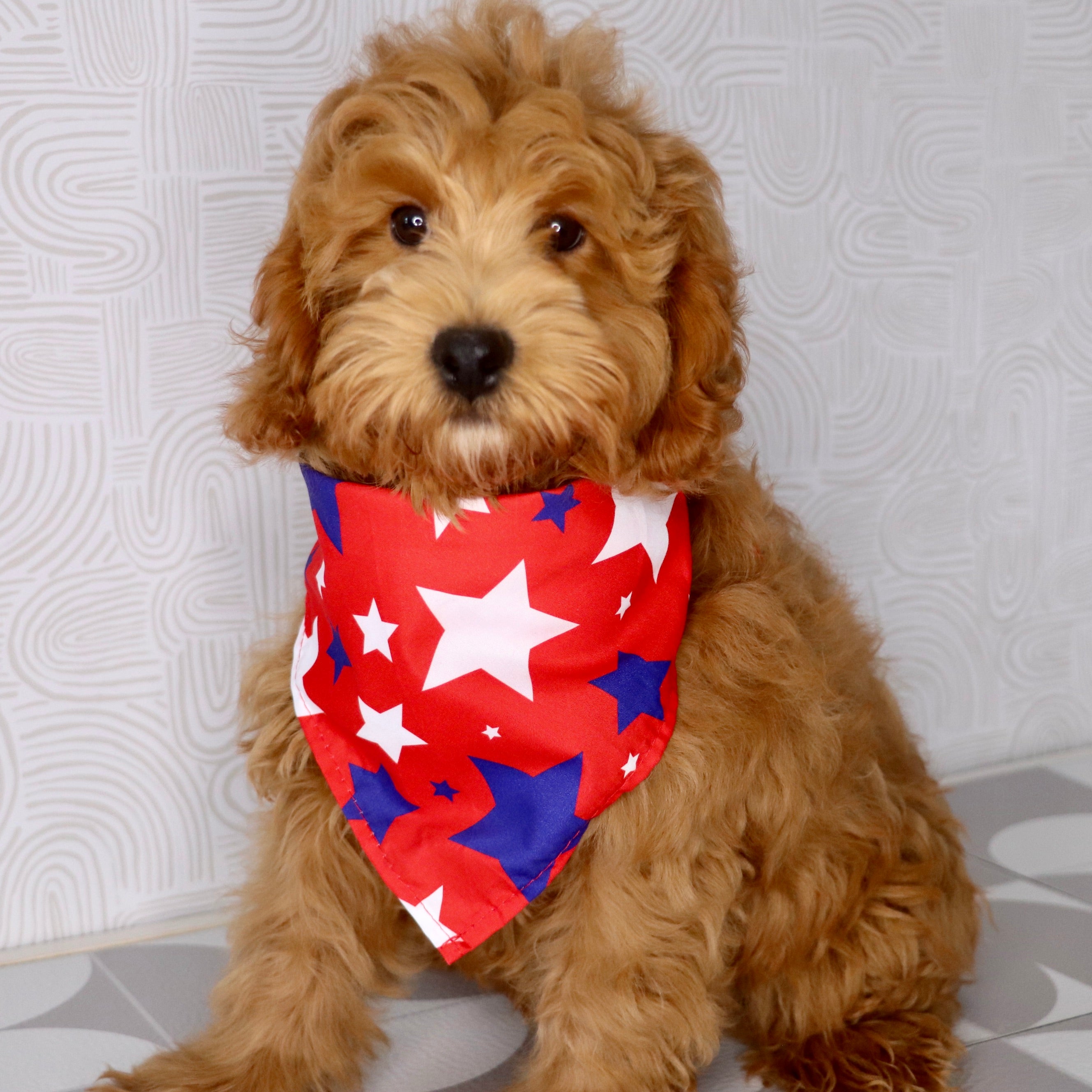 Why choose Happytail puppies