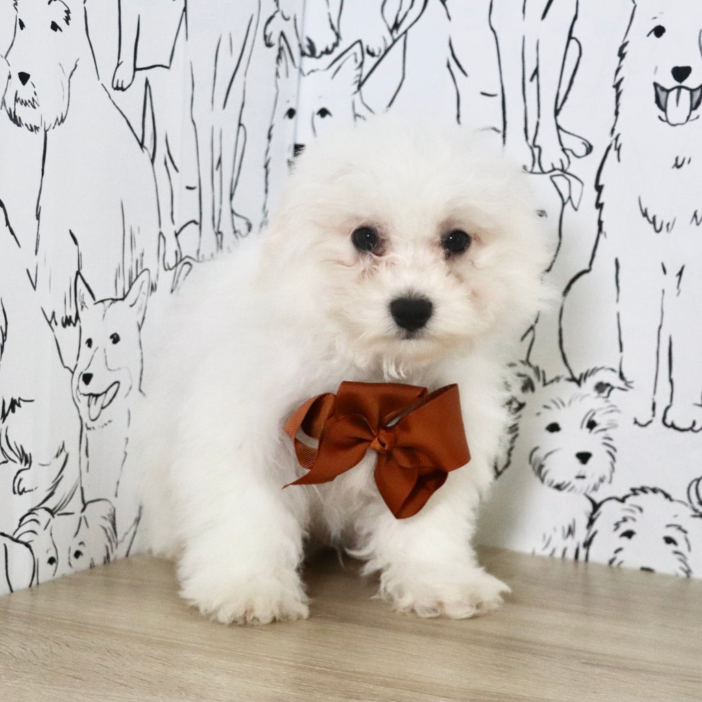 Harry - Available Now