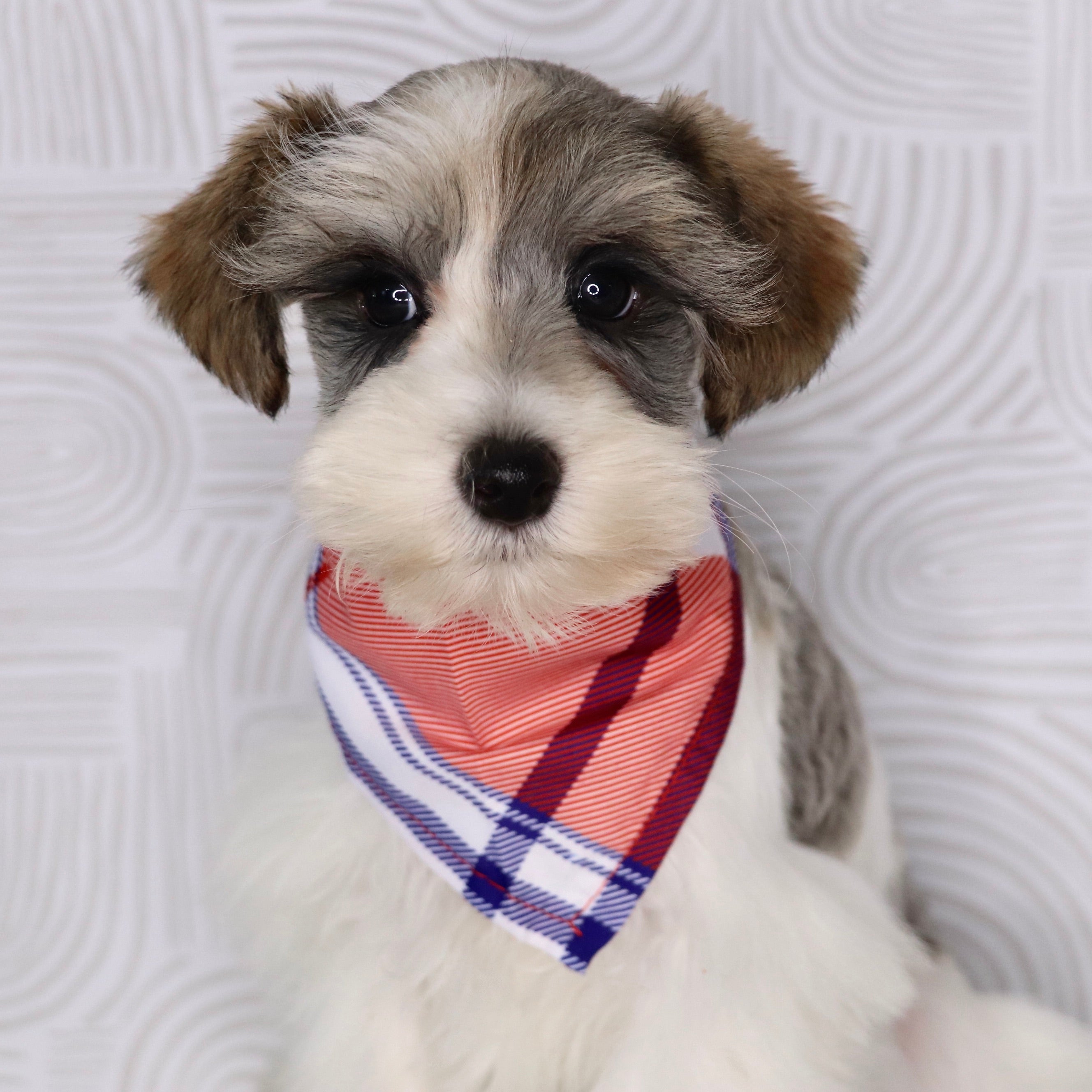 Why choose Happytail Puppies