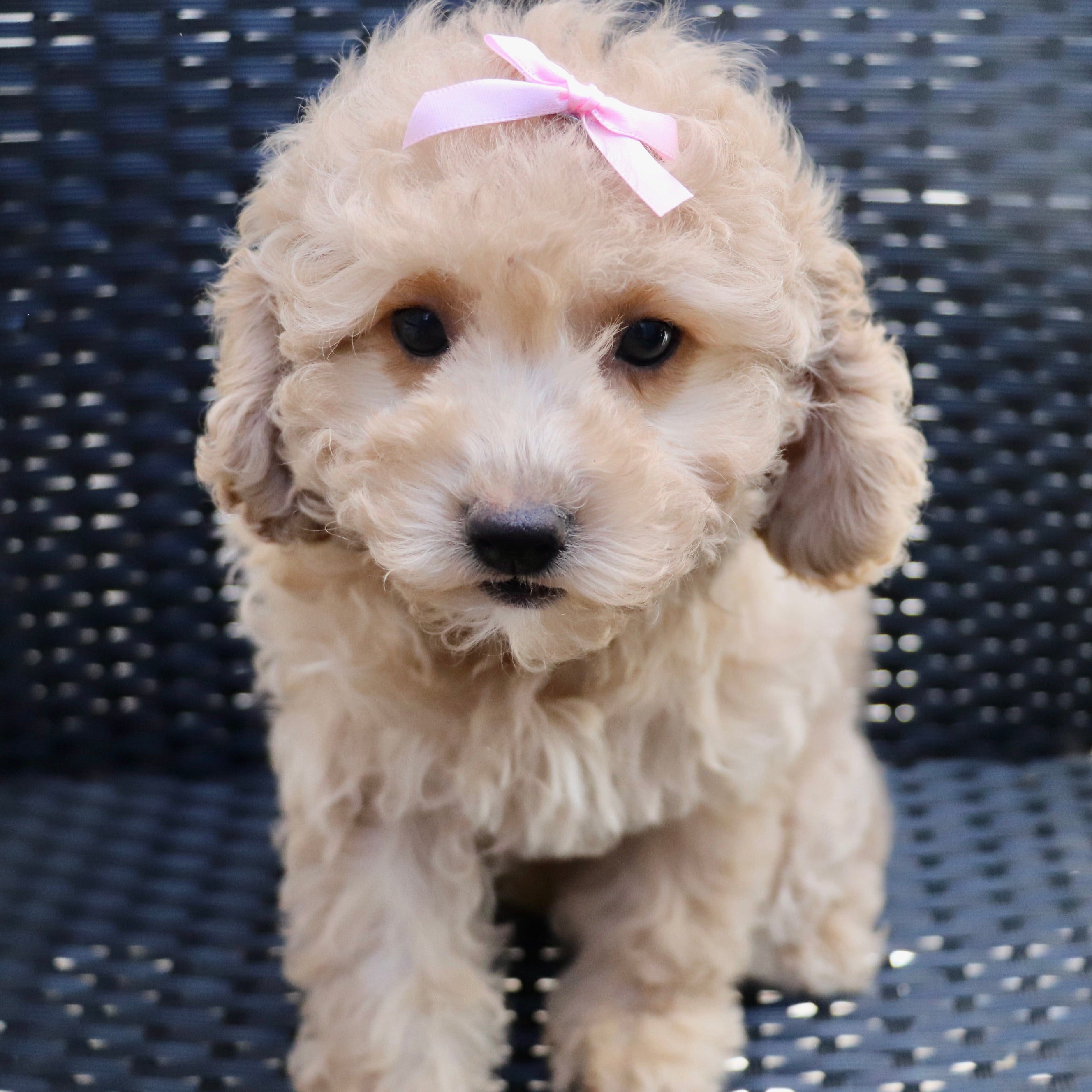 Puppies for sale in High Point