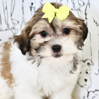 Moxie - Available Now