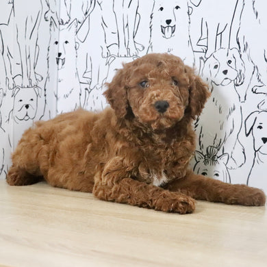 Adrian - Available Now