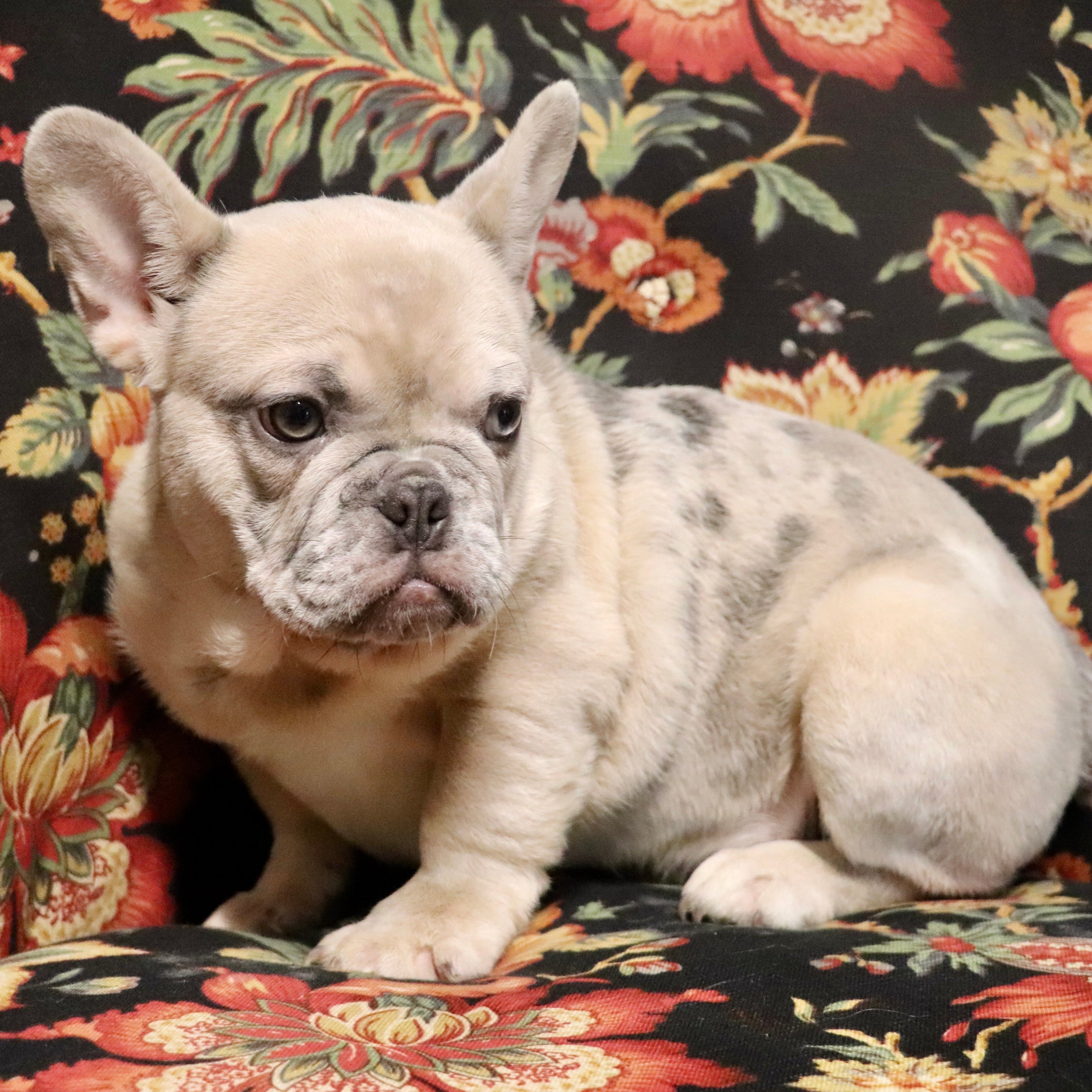 Puppies for sale in Concord