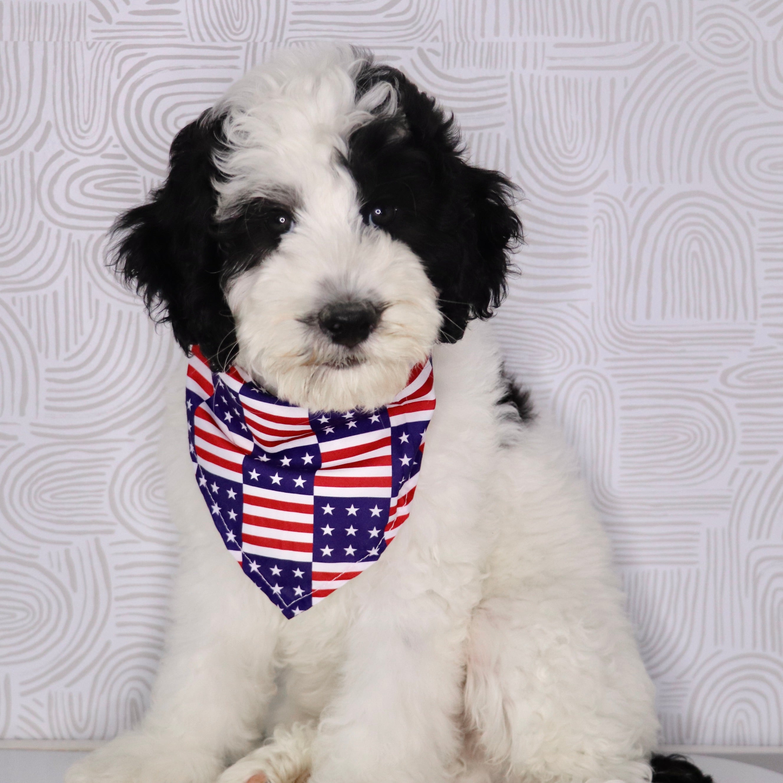 Why Choose Happytail Puppies