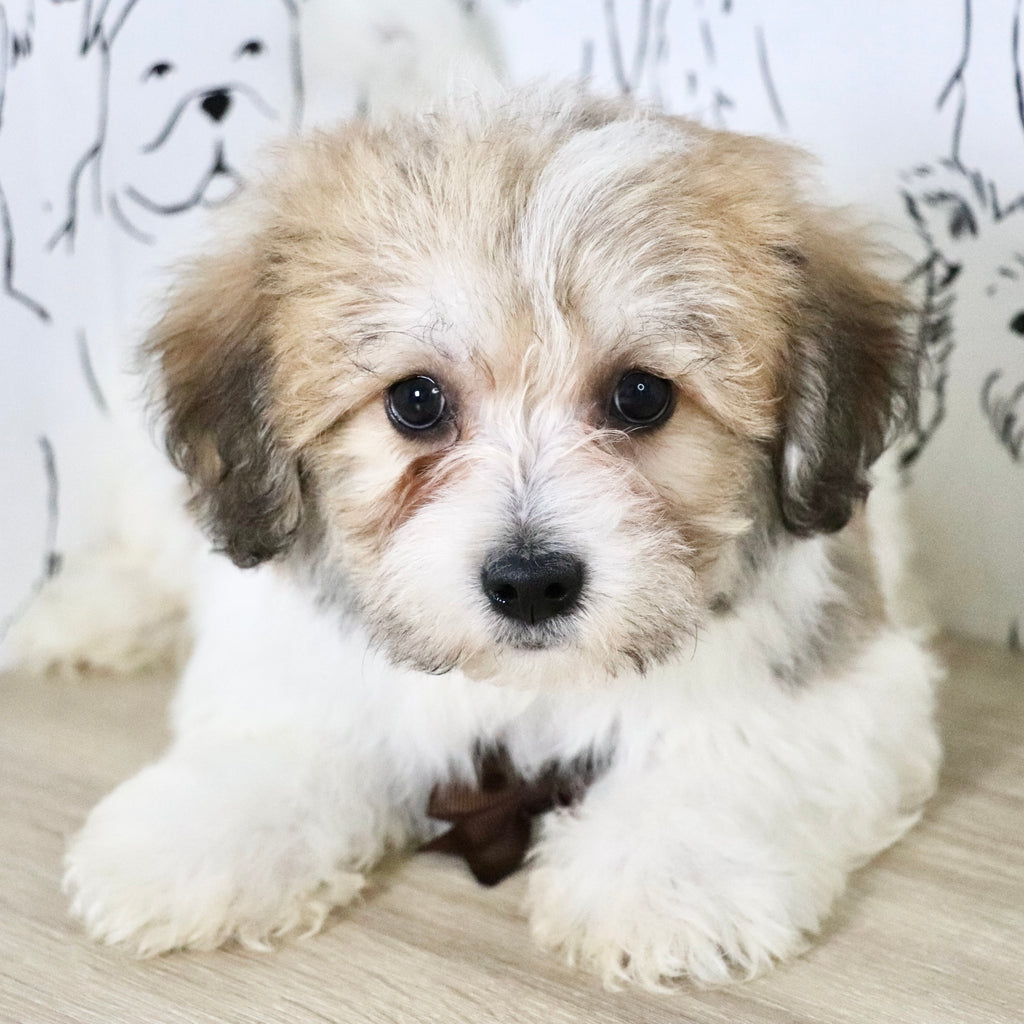 Augie - Available Now