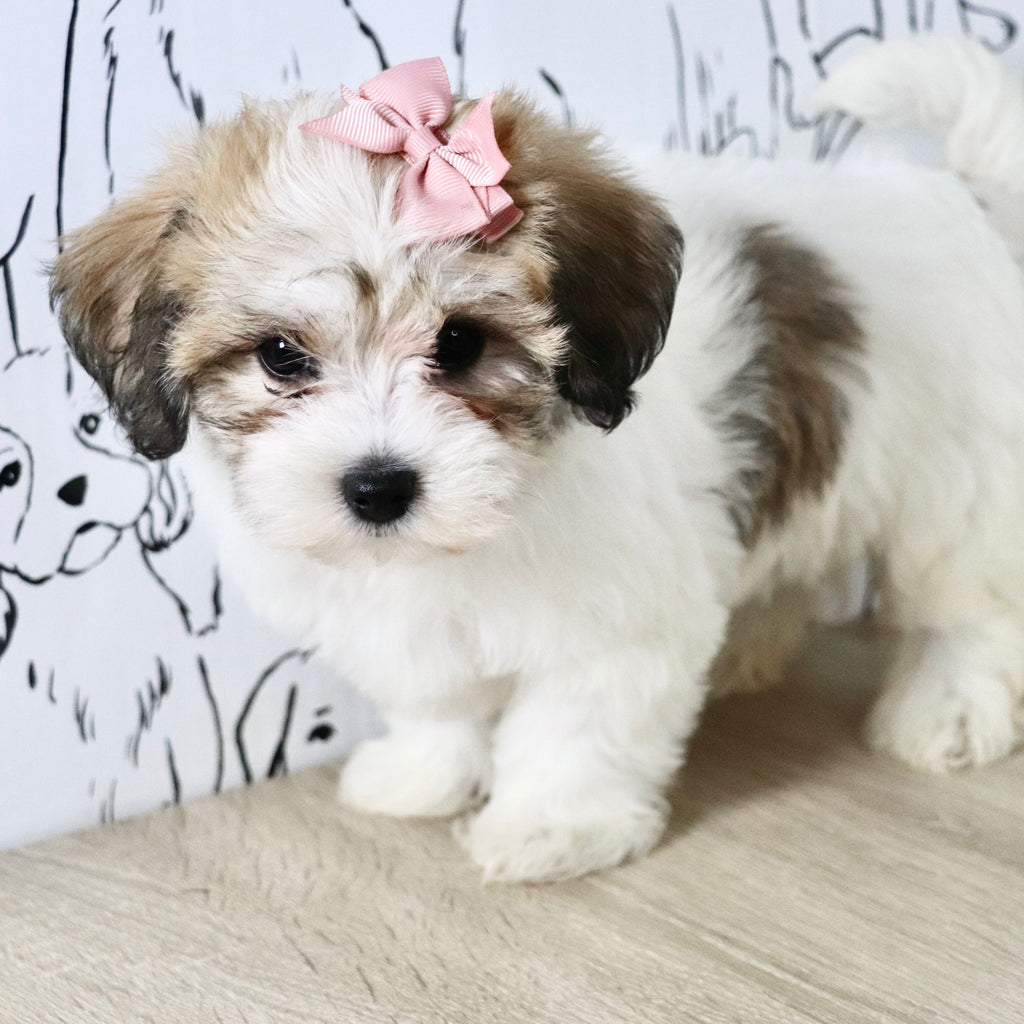 Addie - Available Now