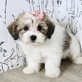 Addie - Available Now