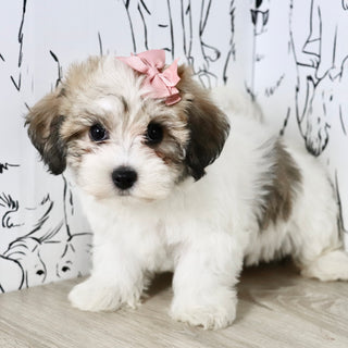 Addie - Available Now
