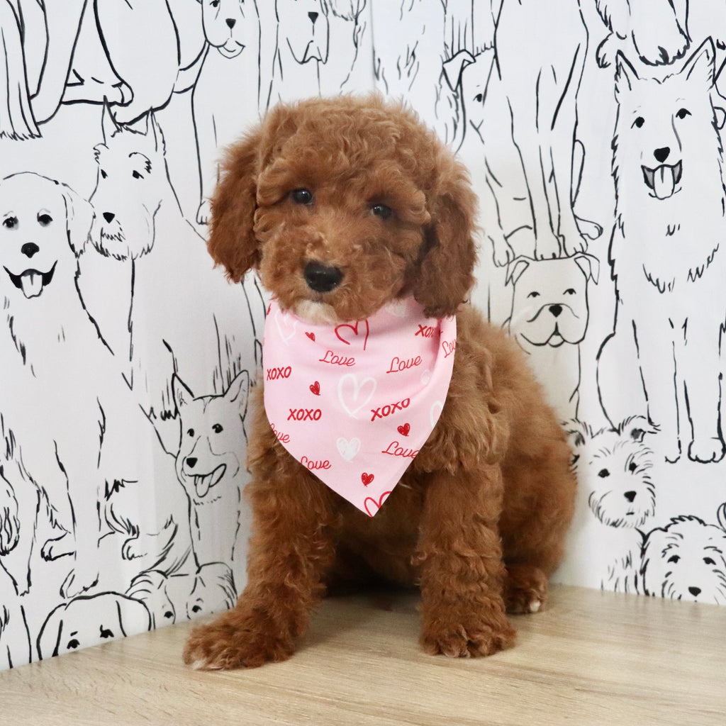 Lisa - Available Now