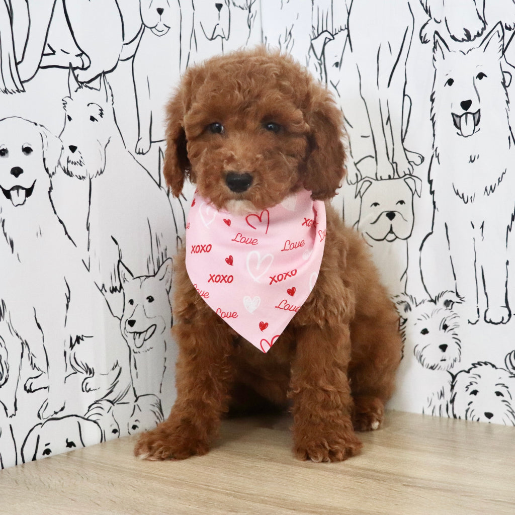 Lisa - Available Now