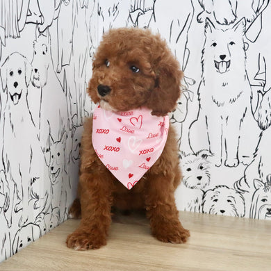 Lisa - Available Now