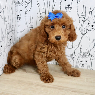 Tula - Available Now