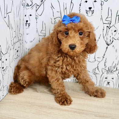 Tula - Available Now