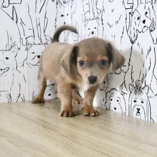 Oscar - Available Now