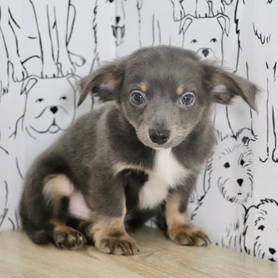 Ollie - Available Now